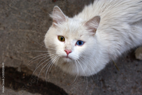 Street cat with different eyes. Yellow and blue eye.