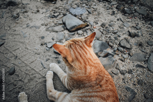 cat on a rock