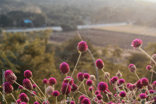 field of poppies
