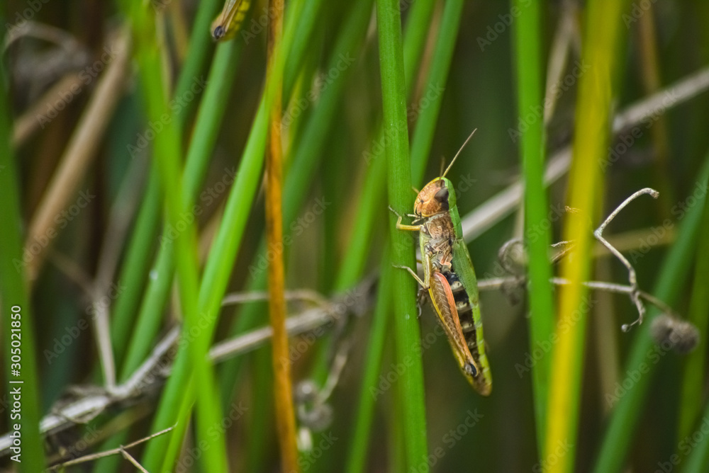 green grass hopper on grass close up background green grass hopper on grass close up background