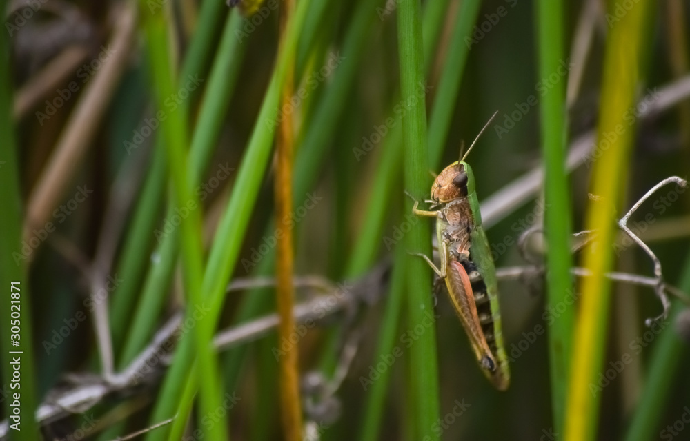 green grass hopper on grass close up background green grass hopper on grass close up background