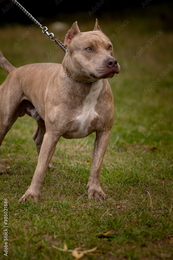 Autumn background with grey Pit Bull Terrier