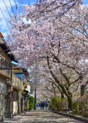 Cherry blossom  hanami  in Kyoto  Japan