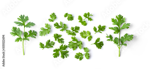 Foto Green coriander leaves close-up, isolation on a white background