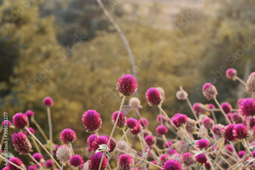 field of flowers