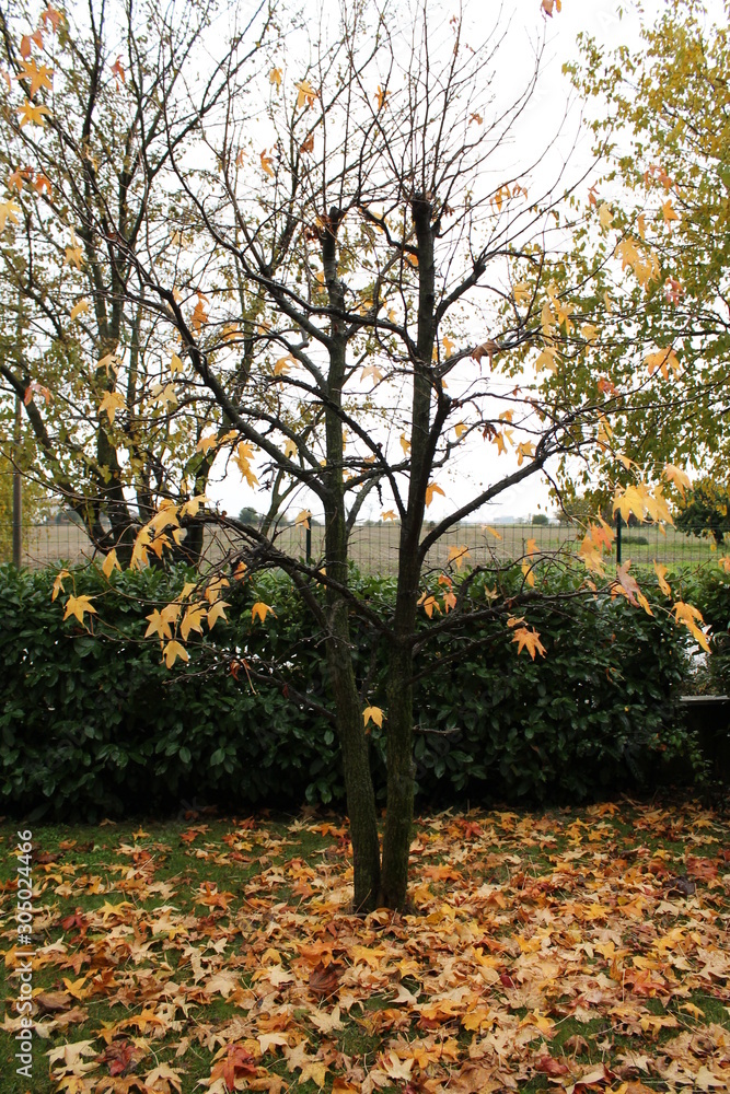 Naklejka premium autumn