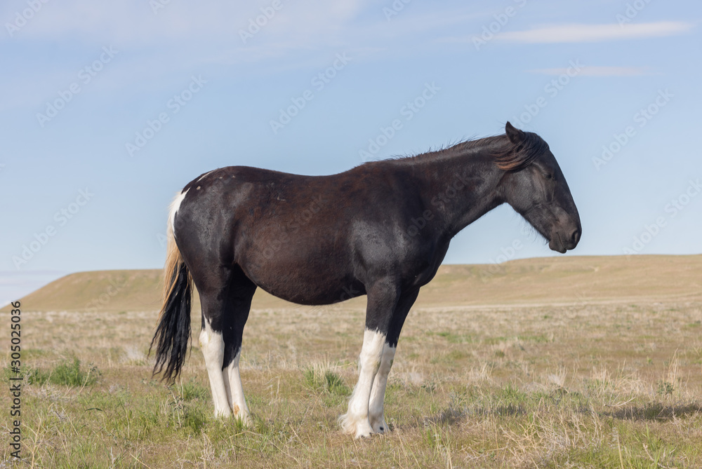 Beautiful Wild Horse in Spring in Utah Beautiful Wild Horse in Spring in Utah