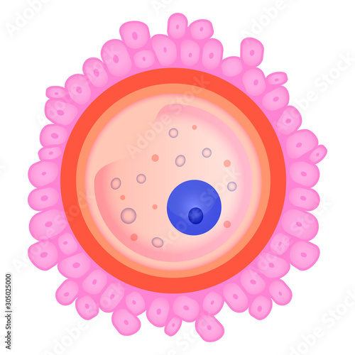 Ovule, female fertility cell flat vector illustration