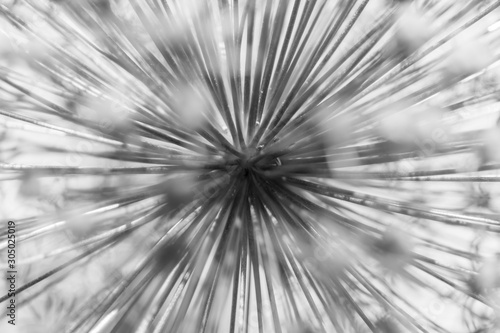 Abstract and modern representation of Allium (flowering onion bulb) in black and white and detail.