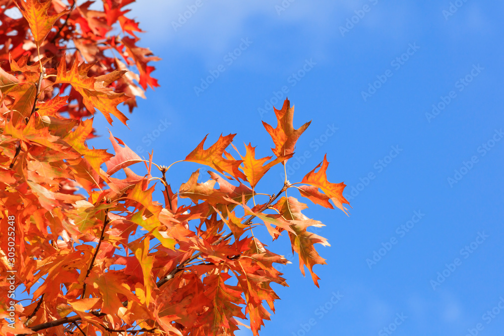 Shining maple against the blue sky - Autumn in Sapporo Shining maple against the blue sky - Autumn in Sapporo
