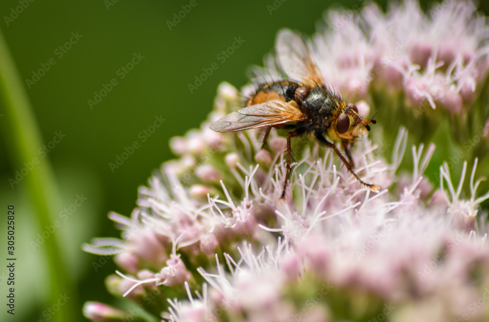 Close up fly sitting on flowers in summer Close up fly sitting on flowers in summer