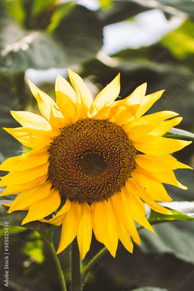 Fototapeta premium Sunflower field Background on sunset with selective focus