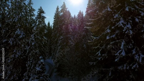 flight through the forest in winter in flumserberge switzerland photo