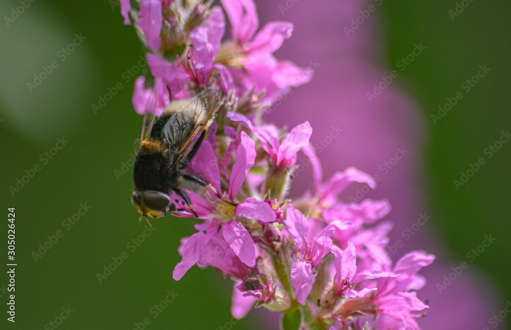 Fly sitting on purple flowers in summer Fly sitting on purple flowers in summer