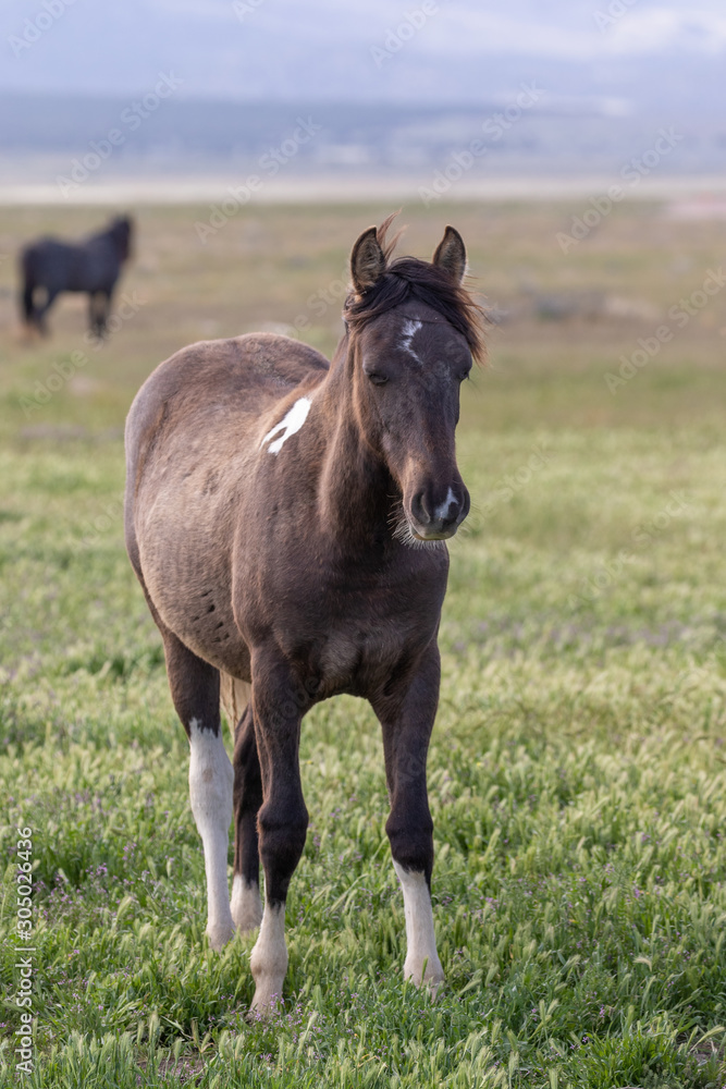 Beautiful Wild Horse in Spring in Utah Beautiful Wild Horse in Spring in Utah