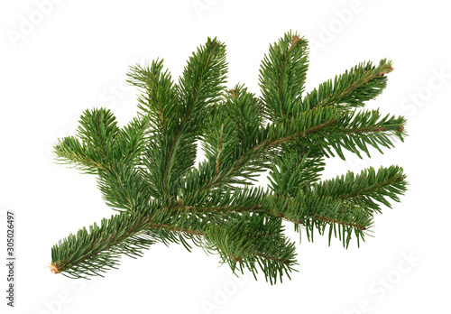 Fir tree isolated on white background