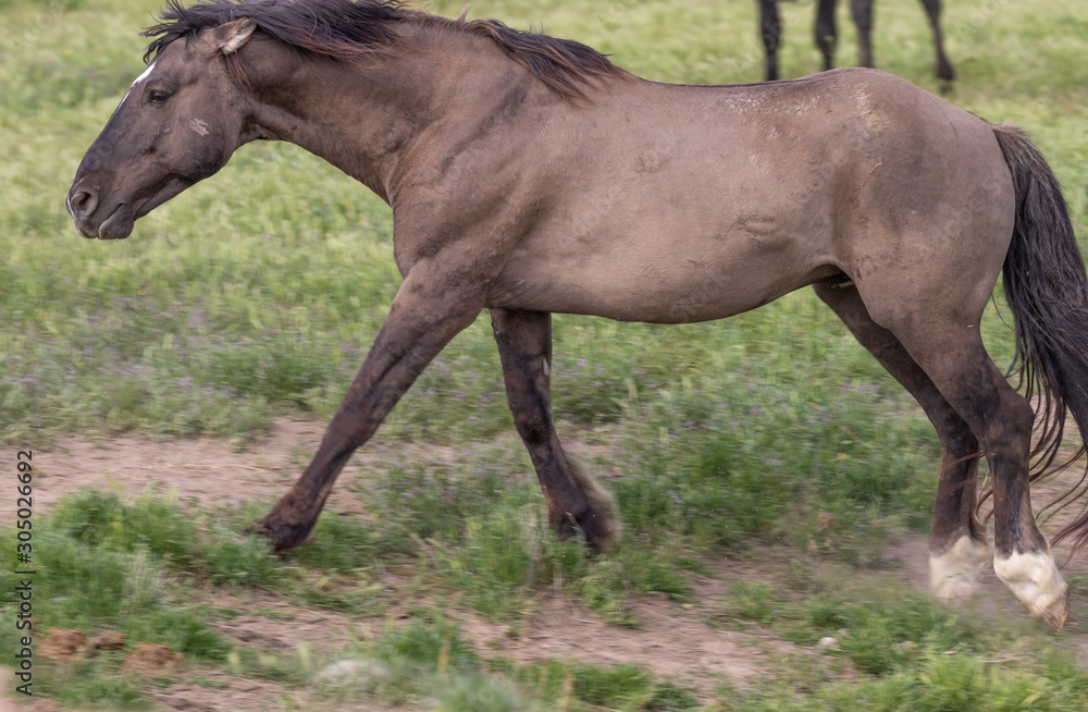 Beautiful Wild Horse in Spring in Utah