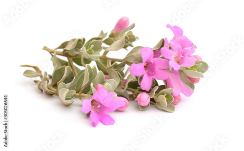 Canvas-taulu Leucophyllum frutescens also called Texas Ranger, Texas rain sage, cenizo