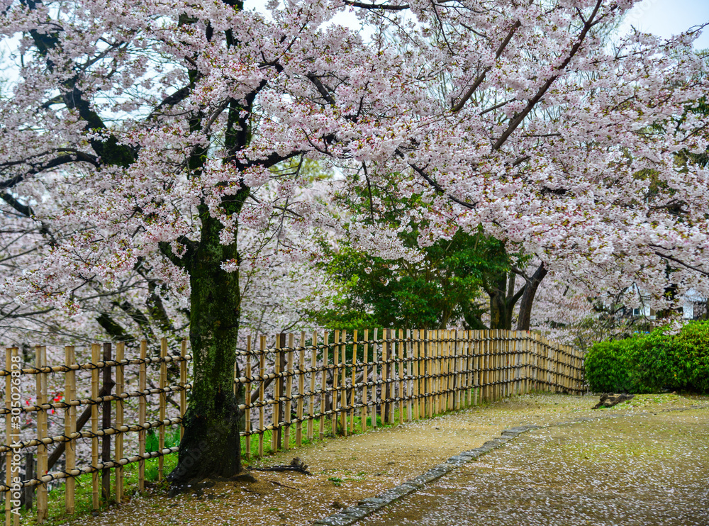 Cherry blossom (hanami) in Kyoto, Japan Cherry blossom (hanami) in Kyoto, Japan