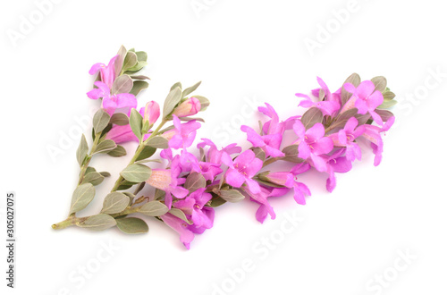 Canvas-taulu Leucophyllum frutescens also called Texas Ranger, Texas rain sage, cenizo