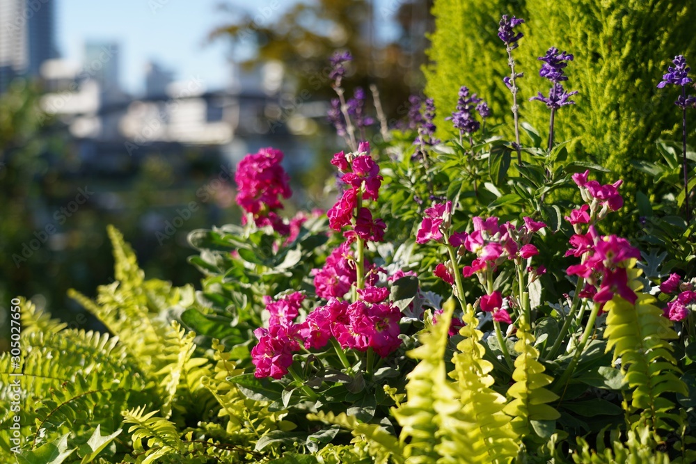 Obraz premium flowers in garden