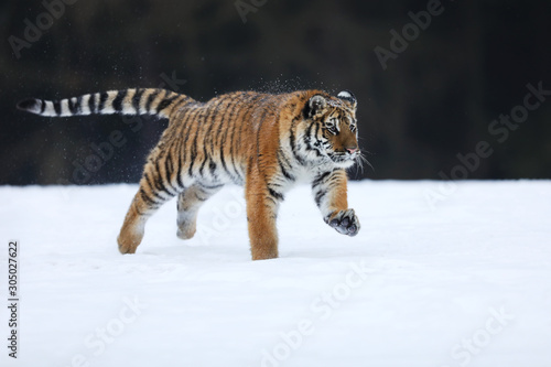 Amur Tiger run. Beautiful, dynamic and powerful animal. Typical winter environment. Taiga russia. Panthera tigris altaica