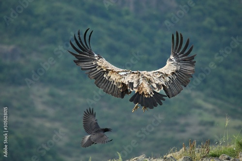 A Griffon Vulture (Gyps fulvus) flying over the rocks in morning sun. © Honza Hejda