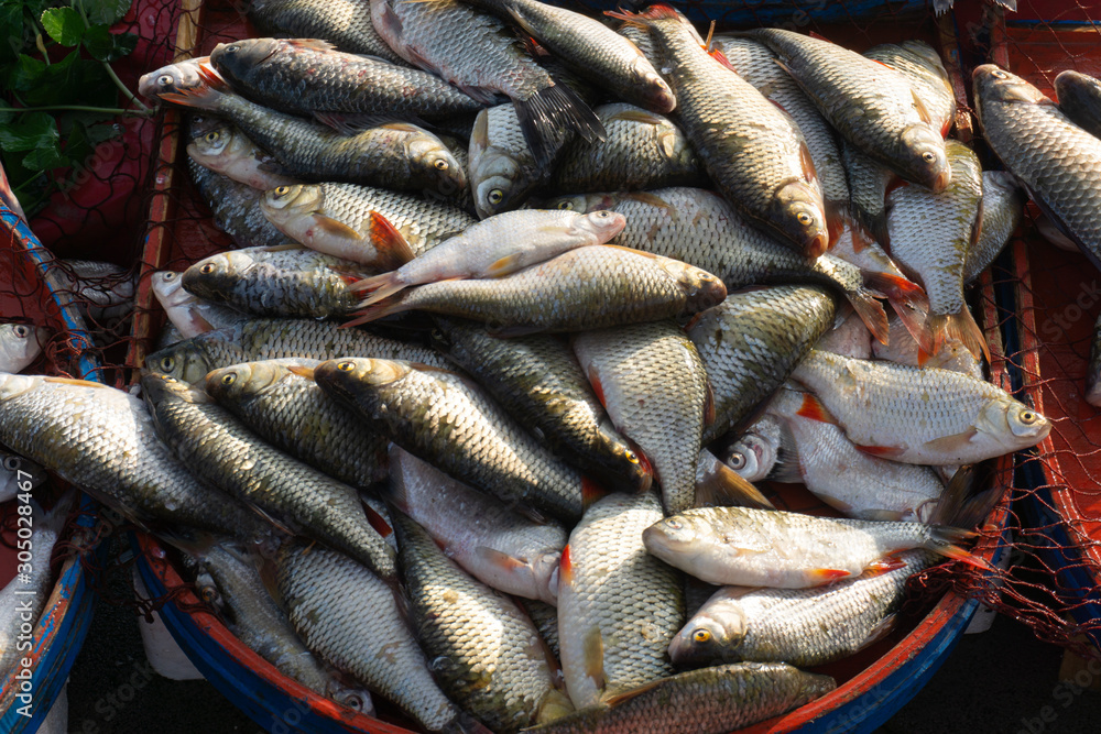 Fototapeta premium carp and various fishes sold in the fish market