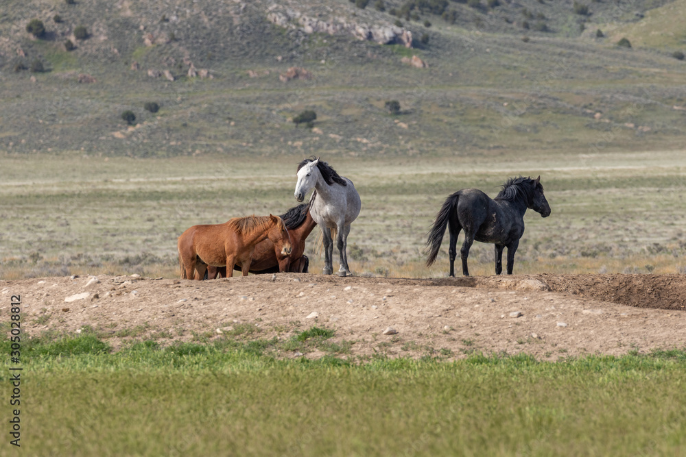 Wild Horses in Spring in the Utah Desert Wild Horses in Spring in the Utah Desert