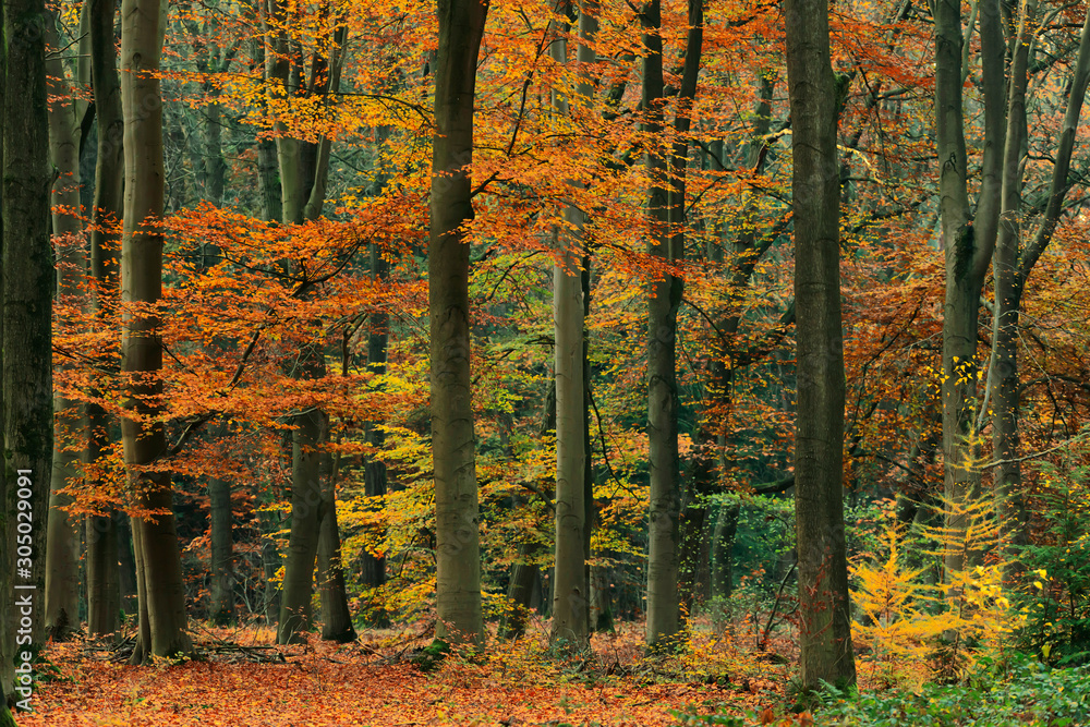 Orange, yellow and green foliage in fall forest.