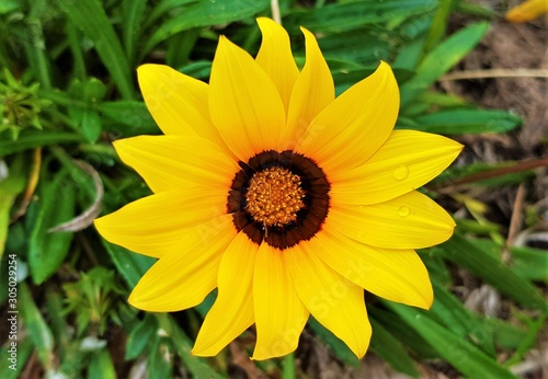 a Rudbeckia hirta flower