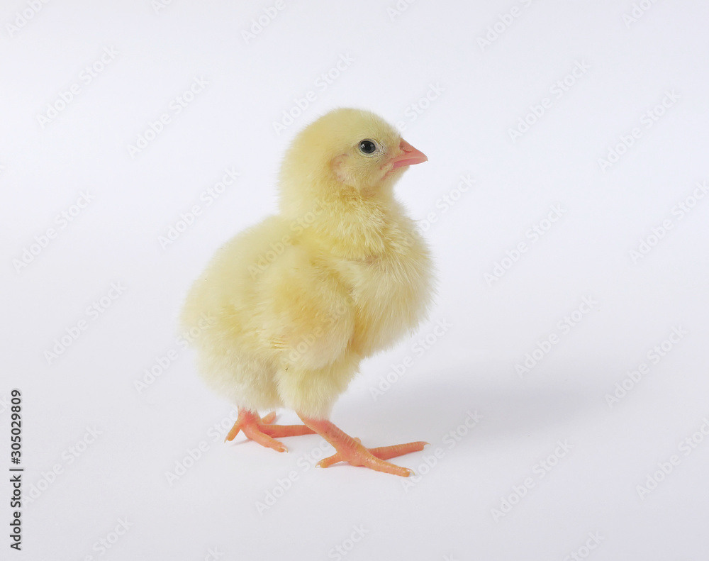 Fototapeta premium little chicken isolated on white background