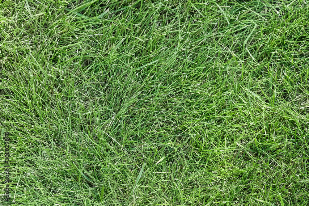 Background of green freshly cut grass. Background of green freshly cut grass.