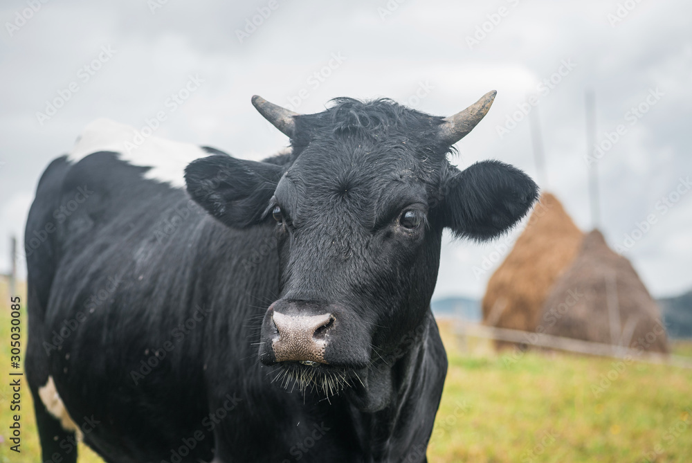 Young black cow in a corral near hay