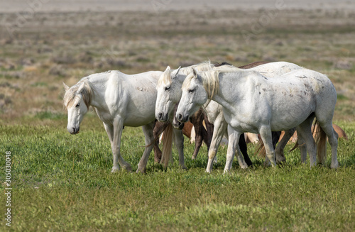 Wild Horses in Spring in the Utah Desert