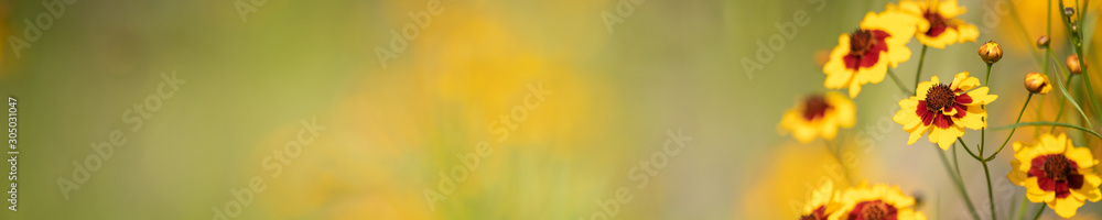 Nature of flower in garden using as cover page background natural flora wallpaper or template brochure landing page design Nature of flower in garden using as cover page background natural flora wallpaper or template brochure landing page design