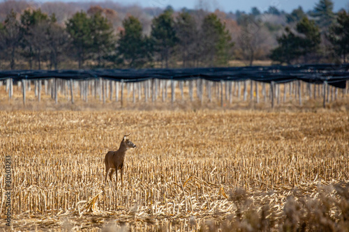 Fototapeta Naklejka Na Ścianę i Meble -  Ten point white tailed deer buck standing in a farmers ginseng and cornfield with woods in the background