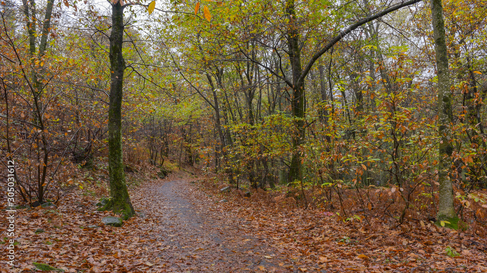 Fototapeta premium Paesaggio autunnale nel bosco, con sentiero che lo attraversa con foglie arancioni che ricoprono il terreno