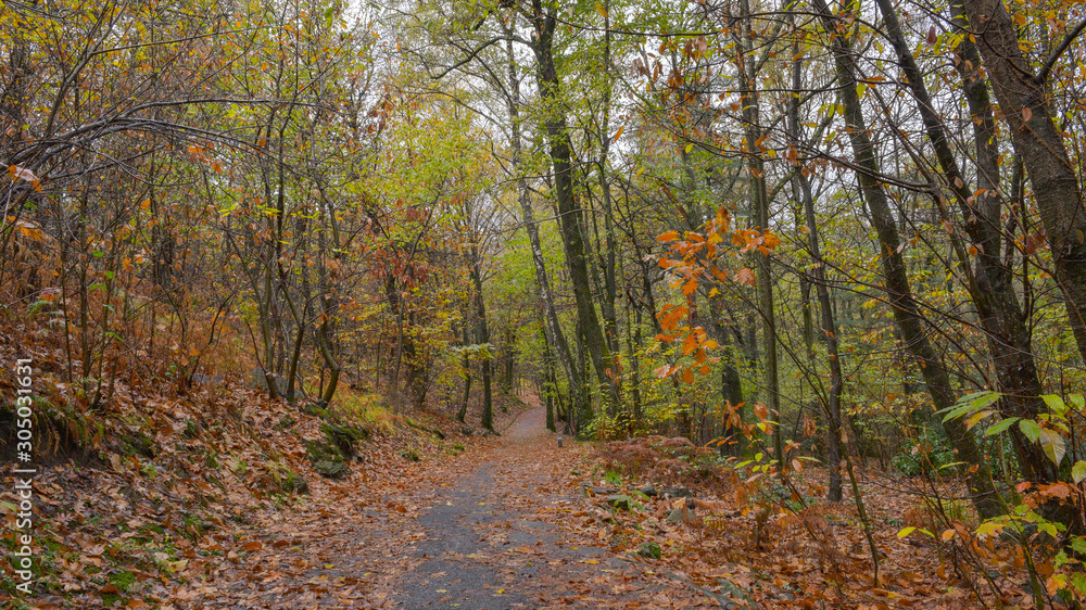 Obraz premium Paesaggio autunnale nel bosco, con sentiero che lo attraversa con foglie arancioni che ricoprono il terreno