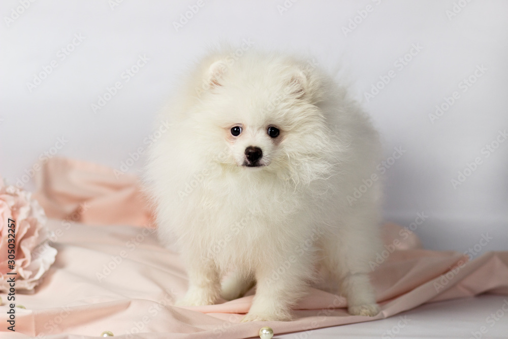 Pomeranian spitz. Cute puppy. Fluffy dog. White color. Close up in pink background