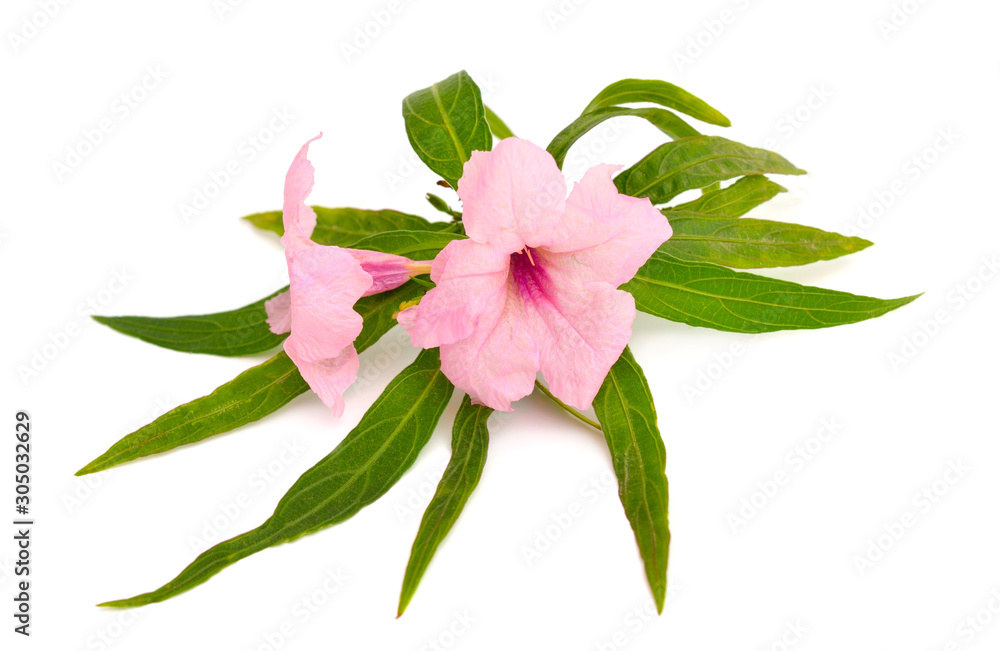 Ruellia simplex, the Mexican petunia, Mexican bluebell or Britton's wild petunia. Isolated on white Ruellia simplex, the Mexican petunia, Mexican bluebell or Britton's wild petunia. Isolated on white