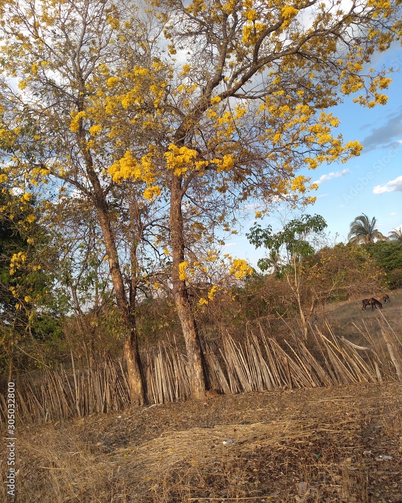 Naklejka premium tree in autumn