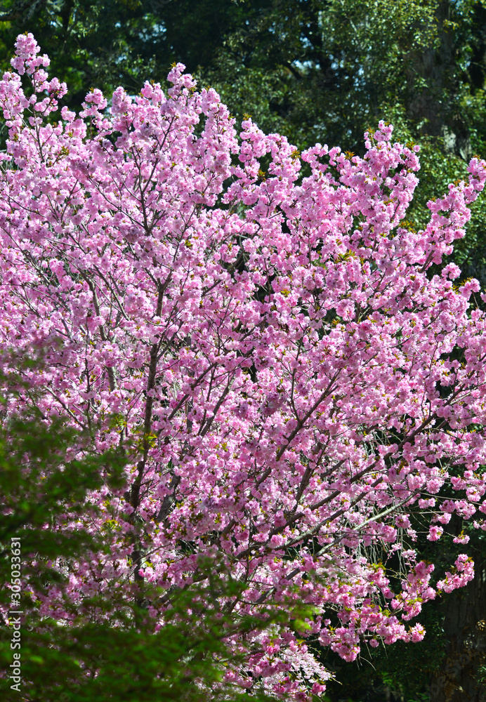 Cherry blossom (hanami) in Nara, Japan