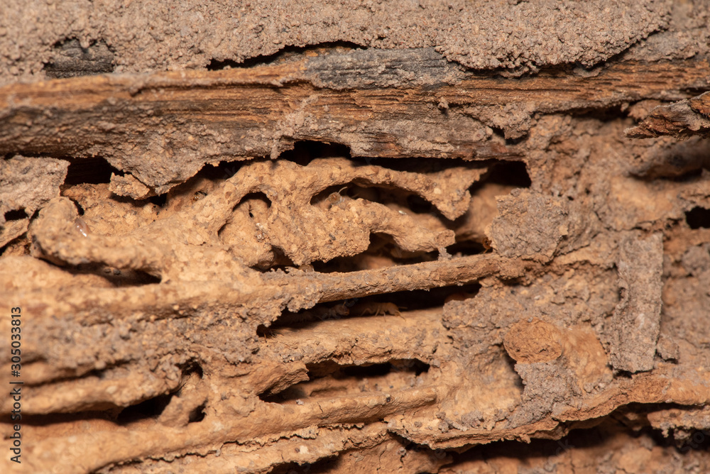 Fototapeta premium Traces of termites eat wood,animals that destroy wood.