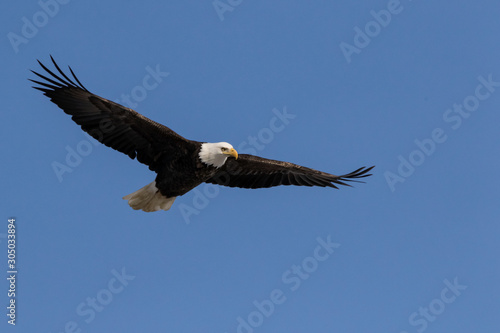 Bald Eagle Flying in Clear Blue Sky