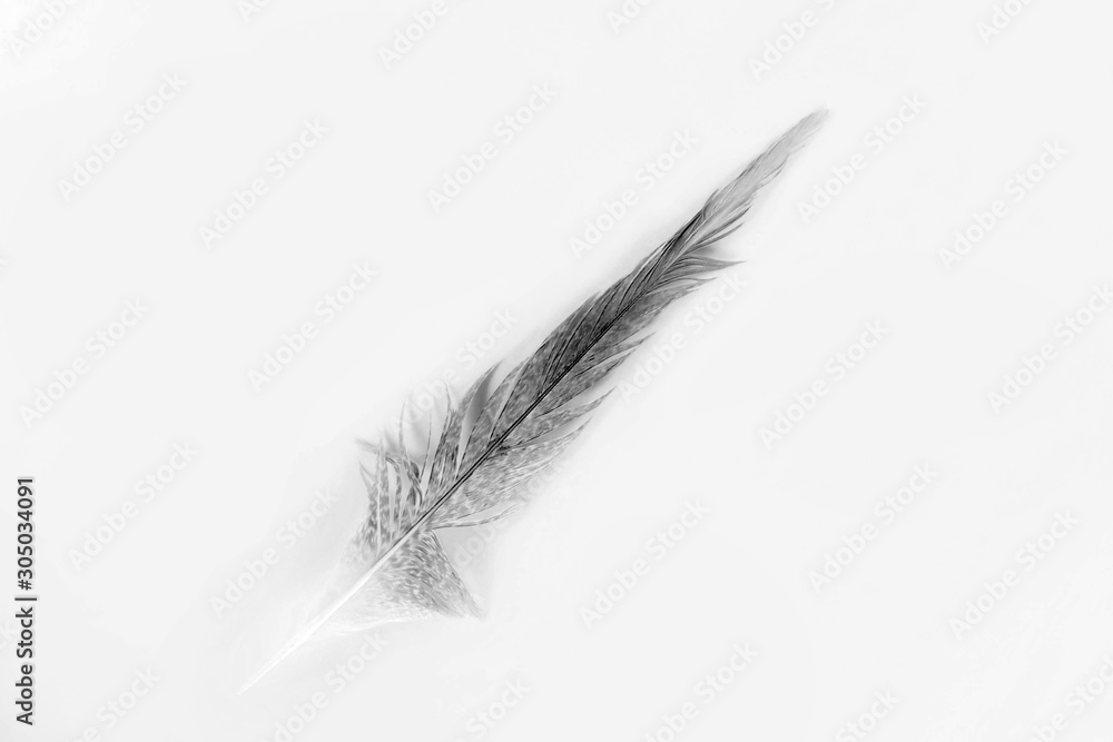 Fototapeta premium feather on white background