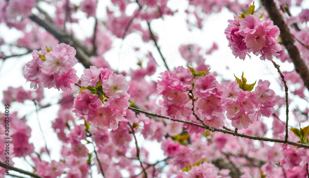 Cherry blossom (hanami) in Nara, Japan