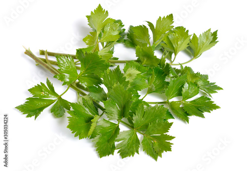 Leaves Celery or Apium graveolens. Isolated on white background
