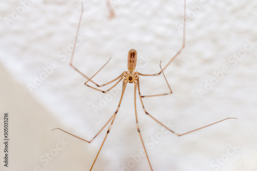 Daddy long leg spider, macro picture hanging on the ceiling in your house