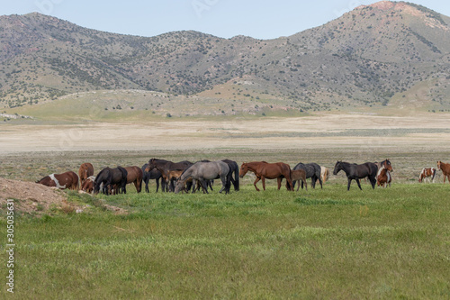 Wallpaper Mural Wild Horses in Spring in the Utah Desert Torontodigital.ca